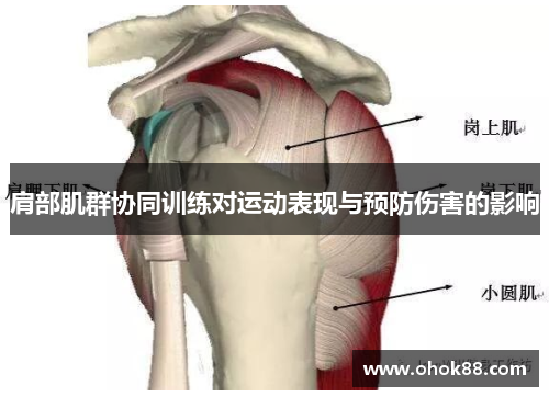 肩部肌群协同训练对运动表现与预防伤害的影响
